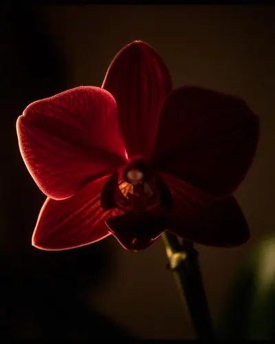 Deep crimson orchid — thyroid